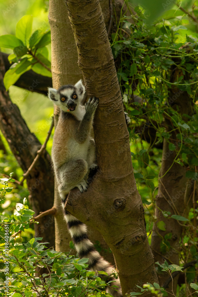 Obraz premium ring tailed lemur