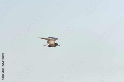 Konstfotografi Black Tern, Chlidonias niger