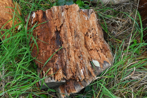 rotten, heavily decomposed, reddish-brown dead wood (presumably a rotted tree trunk or branch) in the grass