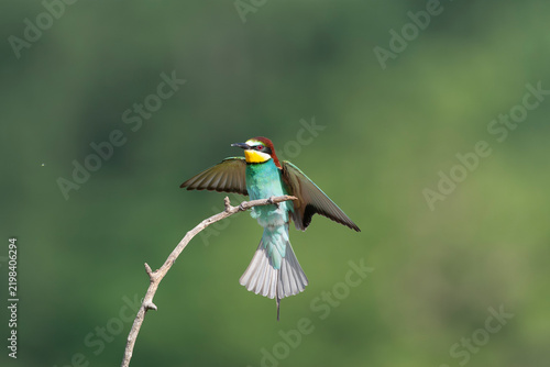 European Bee-eater, Merops apiaster