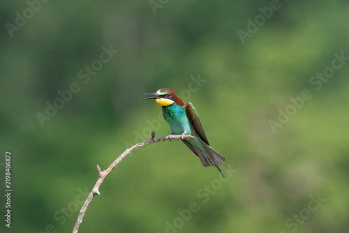 European Bee-eater, Merops apiaster