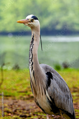 Fotografie Grey heron in the City of London, England (Ardea cinerea)