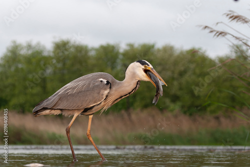 Obraz na płótnie Grey Heron, Ardea cinerea