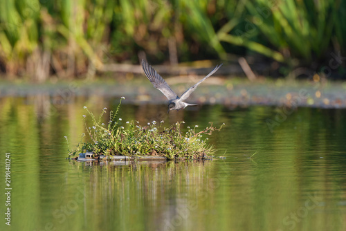 Принти на полотні Black Tern, Chlidonias niger