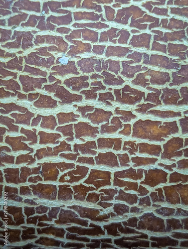 A textured brown melon rind surface featuring a natural cracked net pattern forms a unique organic fruit background template. 