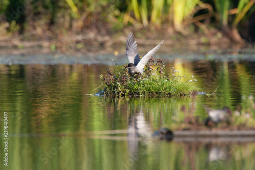 Bild auf Leinwand Black Tern, Chlidonias niger