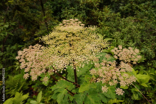 Cuadro en lienzo Wild umbel flowers blooming among green foliage in a woodland habitat