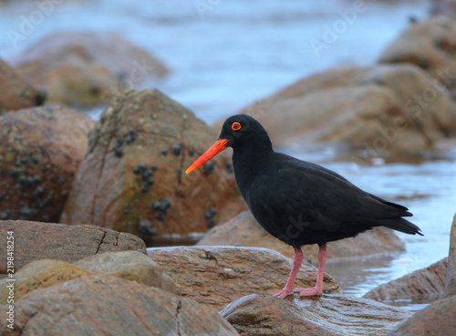 Canvastavla African Black Oystercatcher Haematopus moquini standing on coastal rocks, St Fra