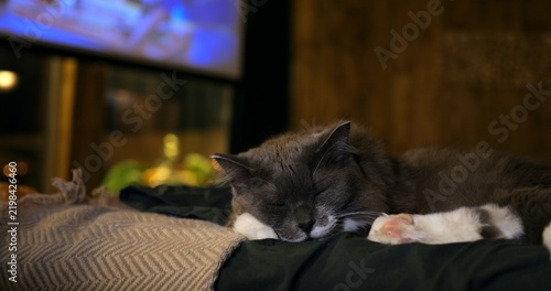 фотографія Cute grey cat rests contentedly on soft bed during lazy weekend rest indoors