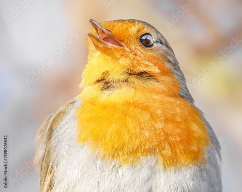 Singendes Rotkehlchen im Sonnenschein