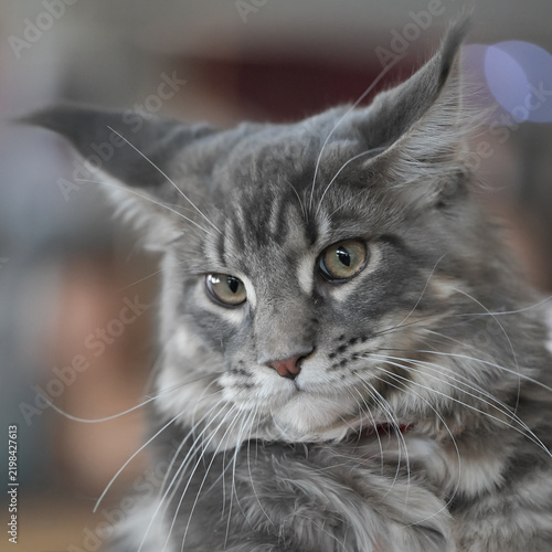 Allphotokz Cats 20250420 3550 Z9 S++