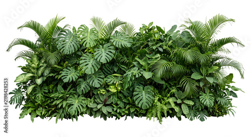 Lush tropical foliage wall with various green plants including monstera and palm leaves isolated on transparent background