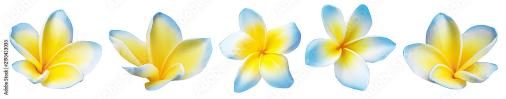Obraz premium Blue plumeria flowers isolated on white, set. Tropical plant