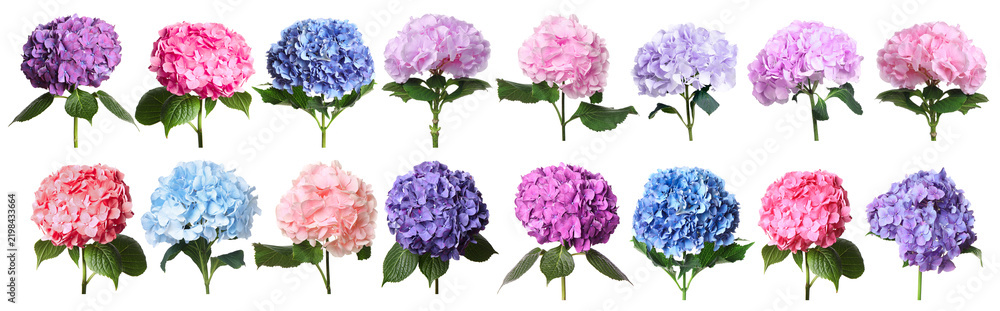 Fototapeta premium Beautiful hydrangea (hortensia) flowers isolated on white, set