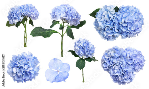 Bright hydrangea (hortensia) flowers isolated on white, set