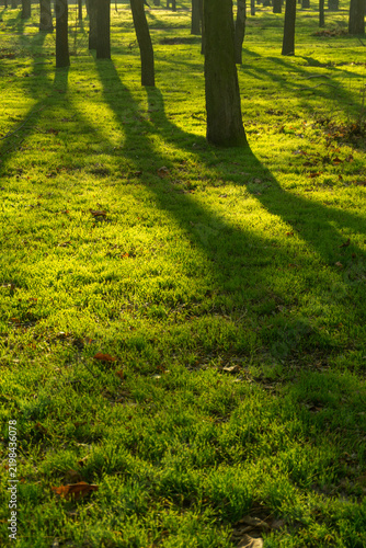 Obraz na płótnie Sunlit mossy forest floor among trees