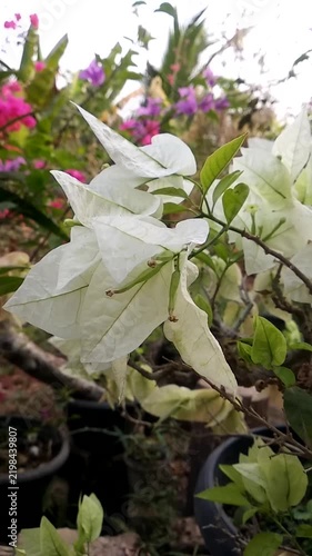 close-up view of white bougainvillea in the garden, surrounded by lush green foliage and colorful flowers