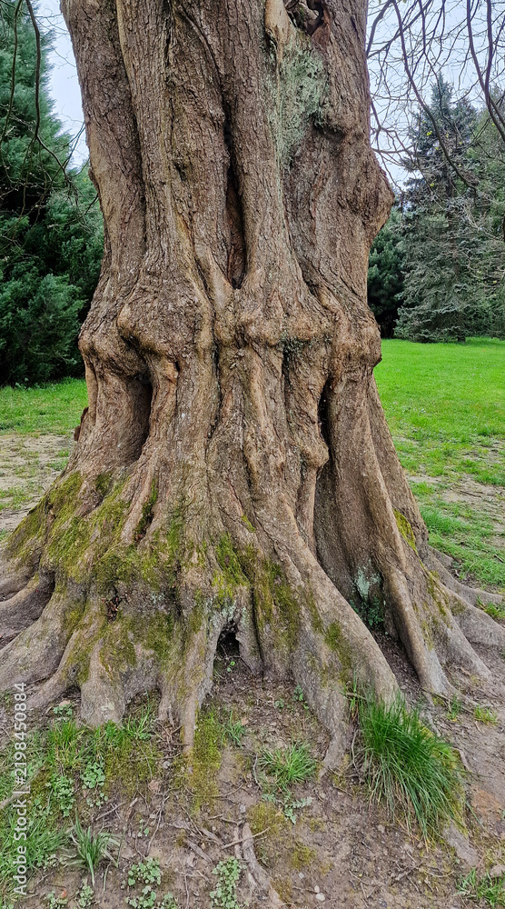 Fototapeta premium Massive fluted tree trunk with deeply grooved buttress roots and mossy base in green public park