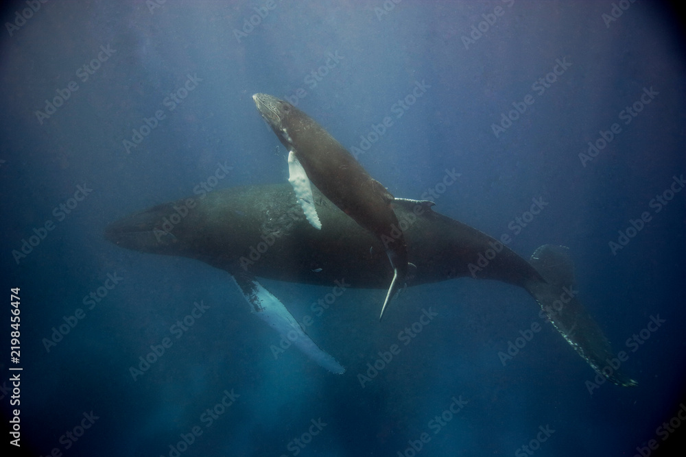 Obraz premium Baby Humpback whale heads to the surface for a breath in the Caribbean