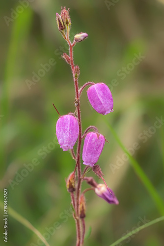 Brezo.  Racimos de flores de color rosa intenso o púrpura. Tienen forma de pequeña campana colgante agrupada en la parte superior de los tallos.
