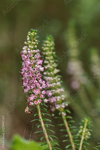 Brezo.  Racimos de flores de color rosa intenso o púrpura. Tienen forma de pequeña campana colgante agrupada en la parte superior de los tallos.