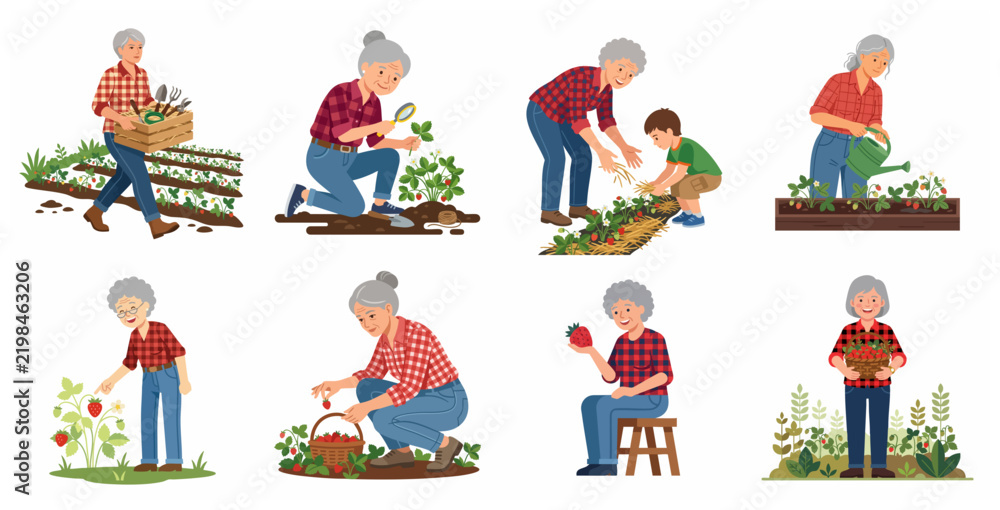 Fototapeta premium Senior woman and grandmother gardening character set, picking and harvesting organic strawberries in the garden with her grandson, flat vector illustration