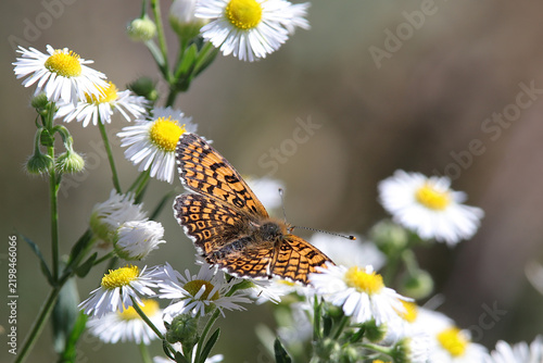 Papillon mélitée du plantain melitaea-cinxia.JPG