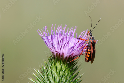 punaise réduve irascible Rhynocoris iracundus