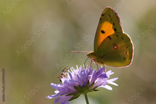 Papillon souci et araignée thomise à l'affut
