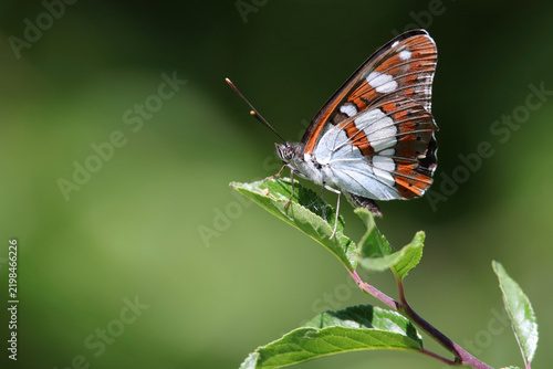 Papillon sylvain azuré
