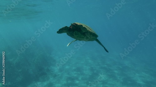 Underwater Shot of a Green Sea Turtle Swimming in Maui, Hawaii