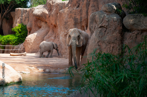 Wild animal bathing. Wildlife and zoo. Fauna in wildlife. African elephant in Valencia zoo. Elephant herd in wildlife of Africa waterfall. Wild elephant animal bath in waterfall. Bathing in Bali
