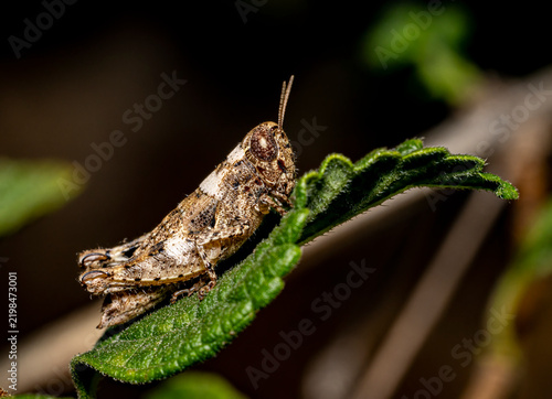 Konstfotografi Macro view of a textured brown grasshopper resting on a green leaf