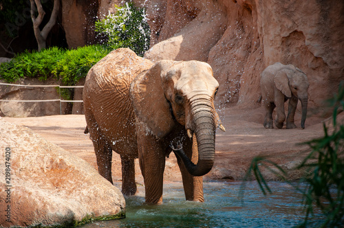 Wild elephant animal bath in waterfall. Wild animal bathing. Wildlife and zoo. Fauna in wildlife. African elephant in Valencia zoo. Elephant herd in wildlife of Africa waterfall. Wildlife drinking