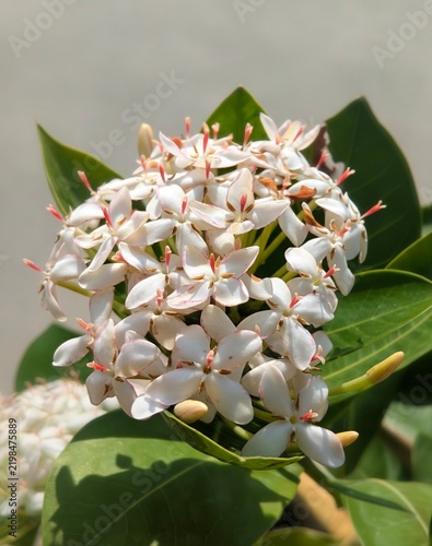 Принти на полотні pink and yellow flower Ixora flowers (jungle germanium)