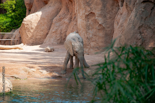 Wild animal bathing. Wildlife and zoo. Fauna in wildlife. African elephant in Valencia zoo. Elephant herd in wildlife of Africa waterfall. Wild elephant animal bath in waterfall. Trunk underwater