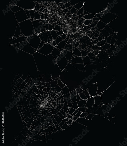 Intricate white spider web set on black background, spooky cobweb texture for Halloween, delicate silk spiderweb patterns for gothic design