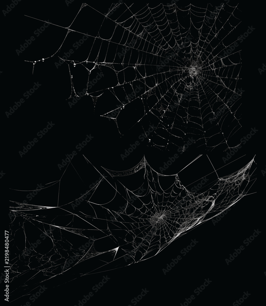 Fototapeta premium Spooky spider web illustration set, realistic white cobweb elements on black background, creepy gothic net textures for Halloween design