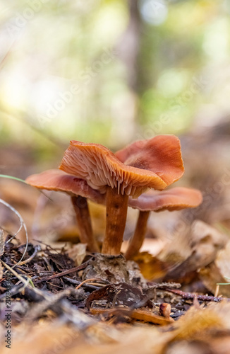 фотографія Mushrooms in the forest.
