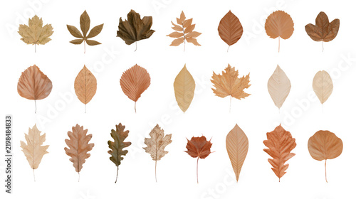 Collection of various dried autumn leaves as png isolated assets on transparent background for design projects