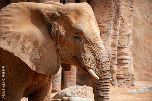 Animal enclosure. African elephant in Valencia zoo. Elephant herd in wildlife of Africa. Wild elephant animal in nature. Wild elephant animal in zoo park. Wildlife and zoo. Fauna in wildlife
