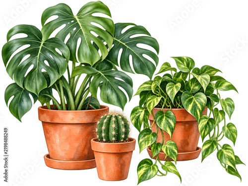 A grouping of houseplants in terracotta pots. Featuring a large monstera plant, a small potted cactus, and a trailing pothos plant. Each plant is healthy and vibrant.