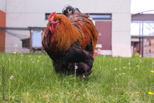 фотографія Close-up of a Brahma rooster with a flowing neck ruff and lush plumage, standing on the grass in a yard