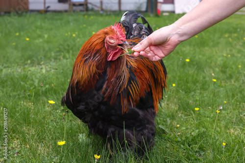 Konstfotografi Close-up of a Brahma rooster with a flowing neck ruff and lush plumage, standing on the grass in a yard