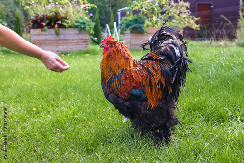 Bild auf Leinwand Close-up of a Brahma rooster with a flowing neck ruff and lush plumage, standing on the grass in a yard