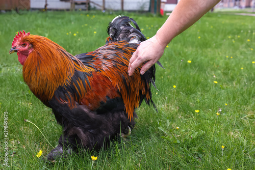 Fotografie Close-up of a Brahma rooster with a flowing neck ruff and lush plumage, standing on the grass in a yard