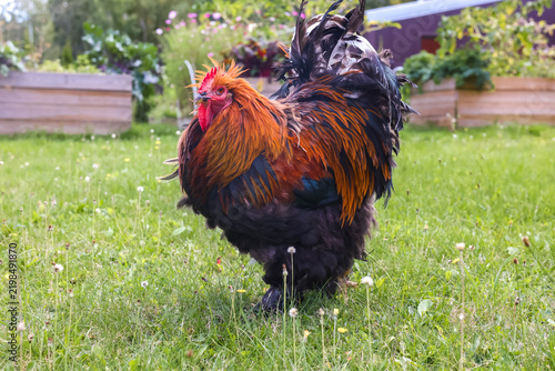 фотографія Close-up of a Brahma rooster with a flowing neck ruff and lush plumage, standing on the grass in a yard