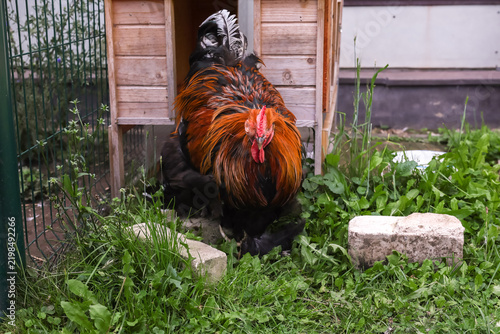 Close-up of a Brahma rooster with a flowing neck ruff and lush plumage, standing on the grass in a yard.