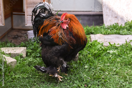 Close-up of a Brahma rooster with a flowing neck ruff and lush plumage, standing on the grass in a yard.