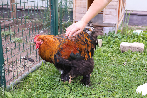 Obraz na plátně Close-up of a Brahma rooster with a flowing neck ruff and lush plumage, standing on the grass in a yard